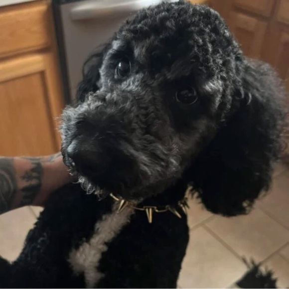 New Golden Pet Spike Collar Necklace | Spike Chain Dog Collar | Fun Photo Prop - Picture 6 of 15